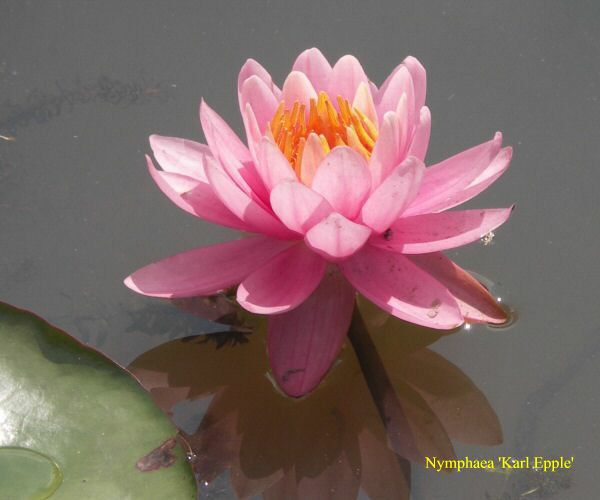 Nymphaea 'Karl Epple'